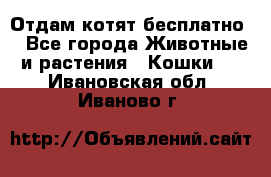 Отдам котят бесплатно  - Все города Животные и растения » Кошки   . Ивановская обл.,Иваново г.